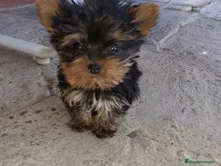 Yorkshire Terrier perros Yorkshire toy - Anuncio 10