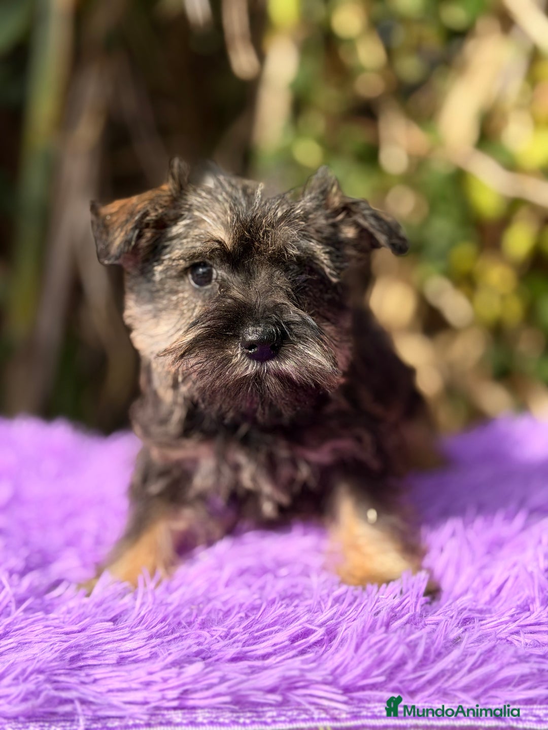 Schnauzer Miniatura perros en venta: Schnauzer miniatura hembra  - Anuncio 7