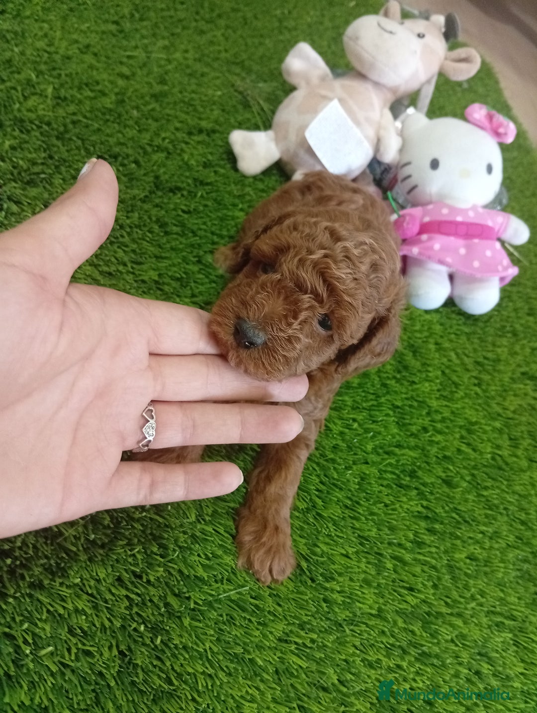Caniche Enano perros en venta: PRECIOSA PAREJA DE CANICHE ENANO  - Imagen 4