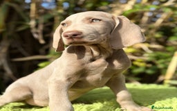 Weimaraner perros en venta: Braco de Weimar macho  - Anuncio 3