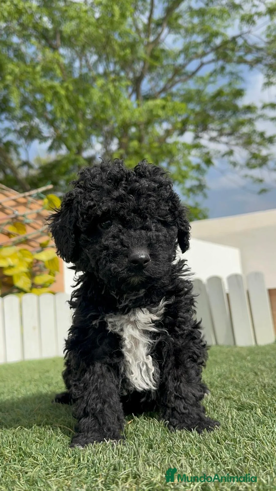 Perro de Agua Español perros en venta: PERRO DE AGUA ESPAÑOL - Anuncio 9