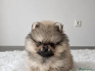 Pomerania perros LULU DE POMERANIA - Anuncio 1