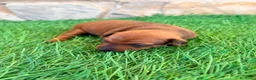Pinscher Miniatura perros en venta: Pinscher Miniatura roja - Anuncio 8