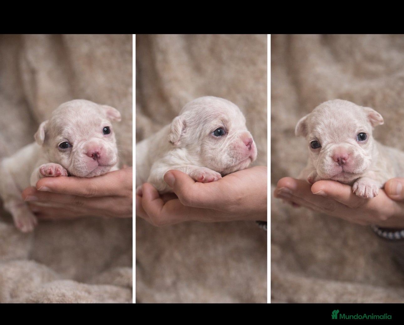 Bulldog Francés perros Adorable patinum fluffy - Anuncio 1