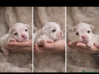 Bulldog Francés perros Adorable patinum fluffy - Anuncio 1