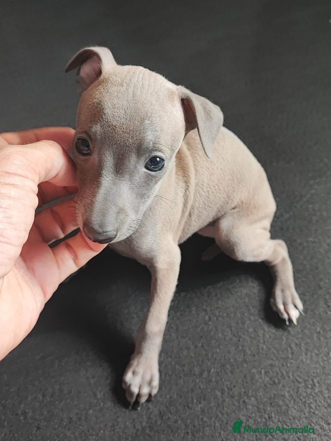 Pequeño Lebrel Italiano perros en venta: Galga italiana - Anuncio 3