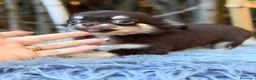 Chihuahua perros en venta: Chihuahua chocolate - Anuncio 5