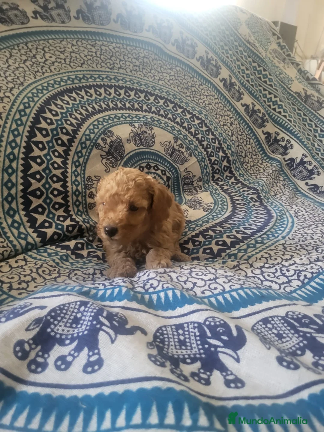 Caniche Enano perros en venta: Caniches en Barcelona - Anuncio 6