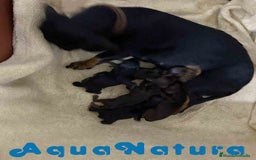 Teckel Miniatura perros en venta: Camada Teckel de Lena AQUANATURA - Imagen 4