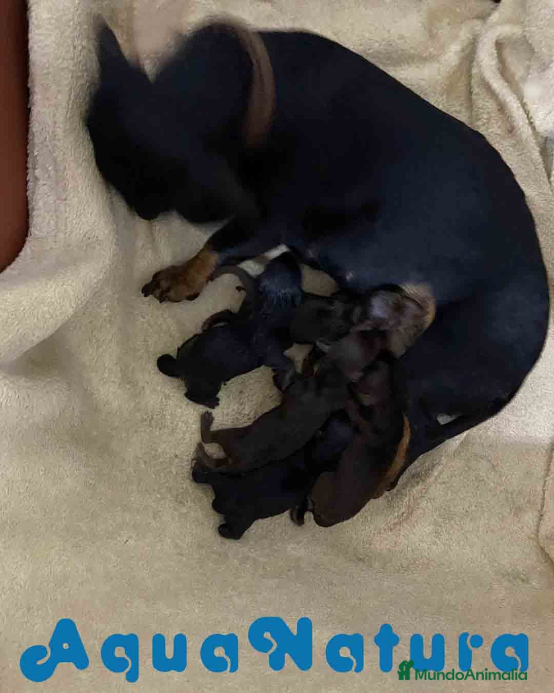 Teckel Miniatura perros en venta: Camada Teckel de Lena AQUANATURA - Imagen 4