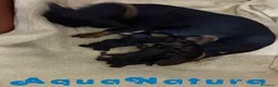 Teckel Miniatura perros en venta: Camada Teckel de Lena AQUANATURA - Anuncio 4