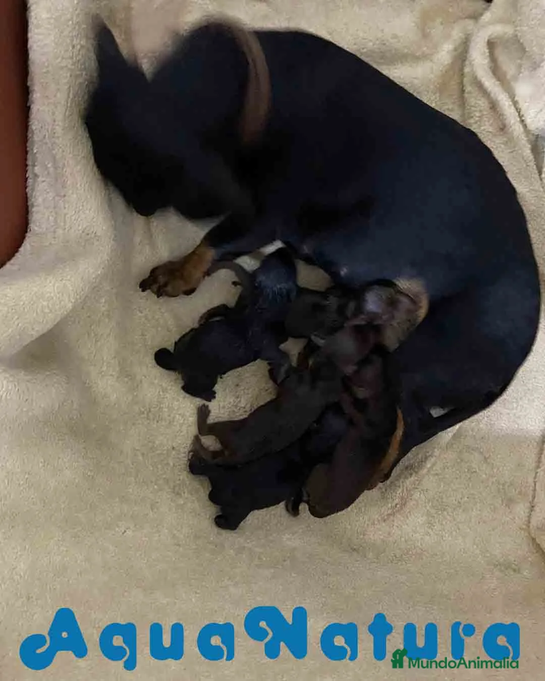 Teckel Miniatura perros en venta: Camada Teckel de Lena AQUANATURA - Anuncio 4