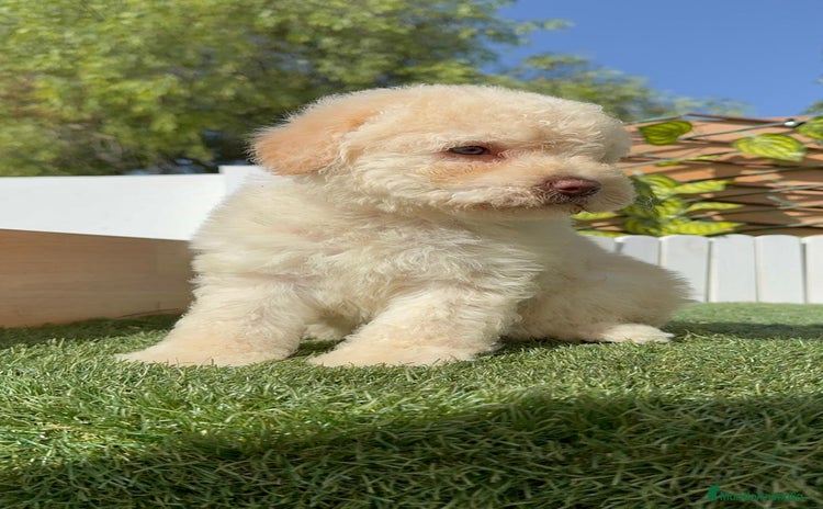 Perro de Agua Español perros - Anuncio 2