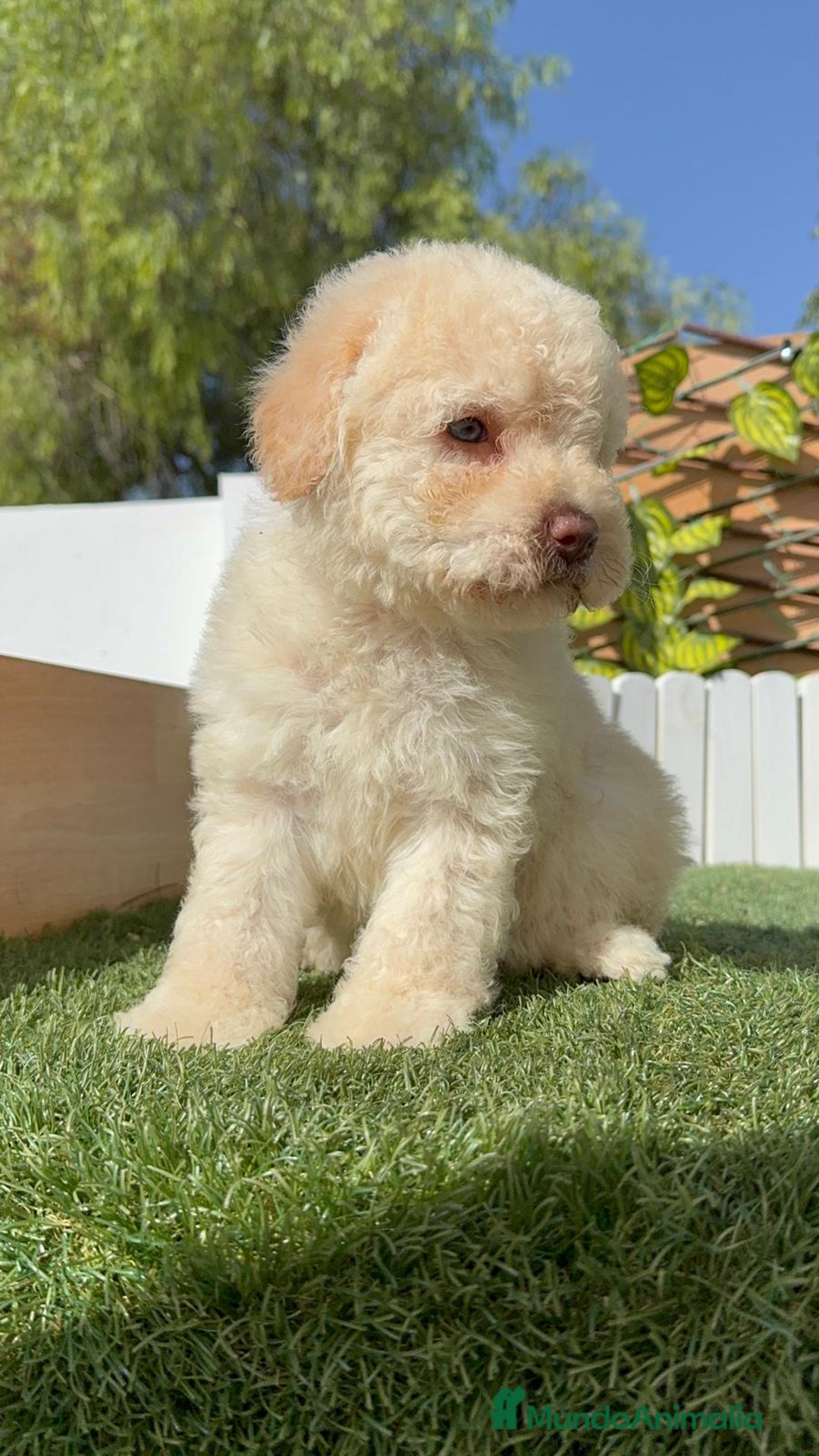 Perro de Agua Español perros en venta: PERRO DE AGUA ESPAÑOL HEMBRA - Imagen 1