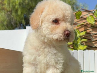 Perro de Agua Español perros - Anuncio 3