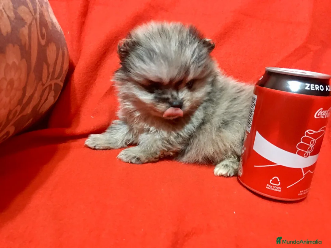 Pomerania perros en venta: Pomerania miniatura merlé  - Anuncio 4