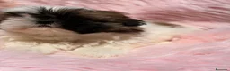 Shih Tzu perros en venta: SHIH TZU HEMBRA - Anuncio 6