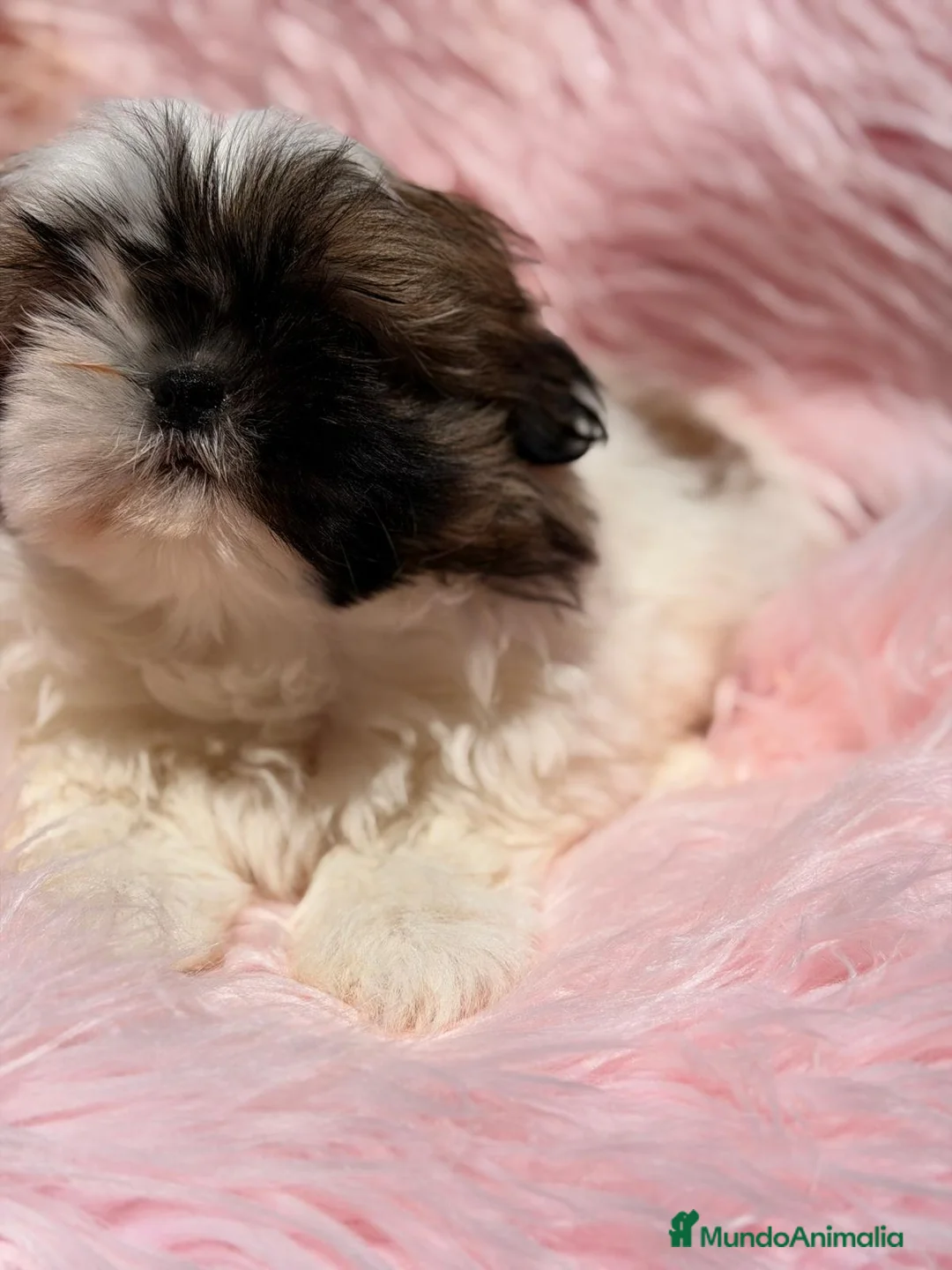 Shih Tzu perros en venta: SHIH TZU HEMBRA - Anuncio 6