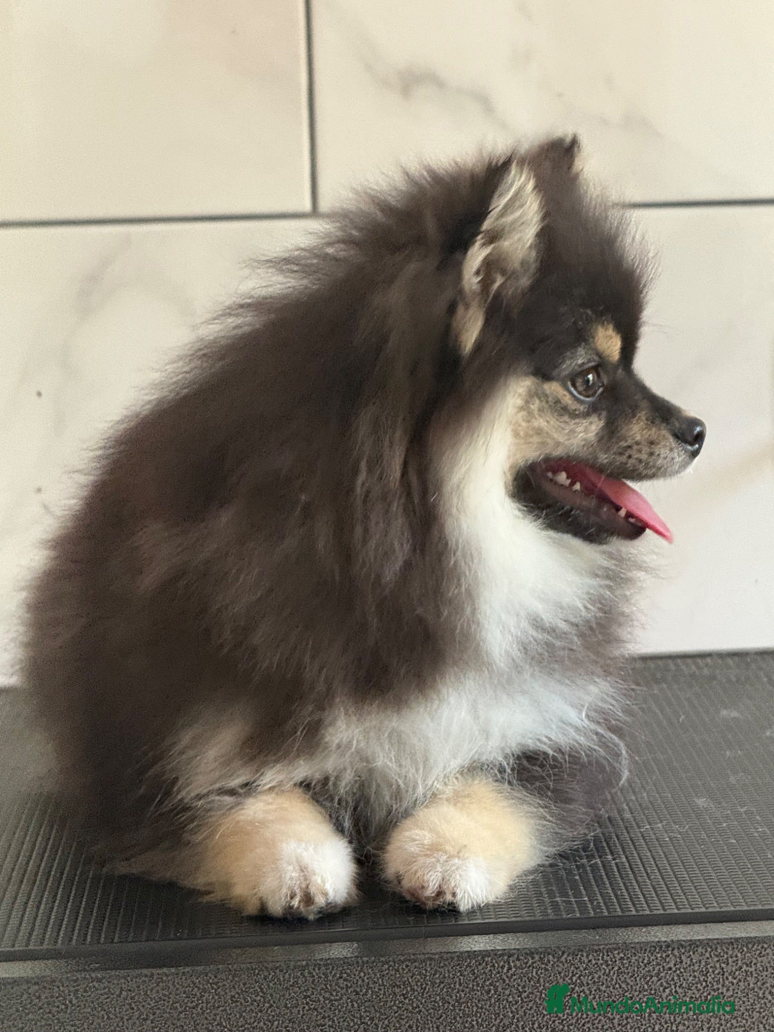 Pomsky perros Pomsky toy F3 - Anuncio 11