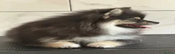 Pomsky perros en venta: Pomsky toy F3 - Anuncio 2