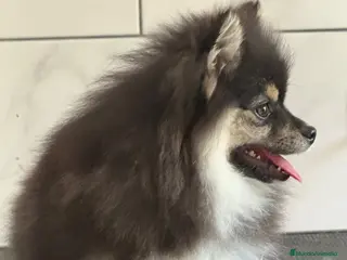Pomsky perros Pomsky toy F3 - Anuncio 11