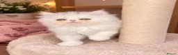 Persa gatos en venta: Persa - Anuncio 1