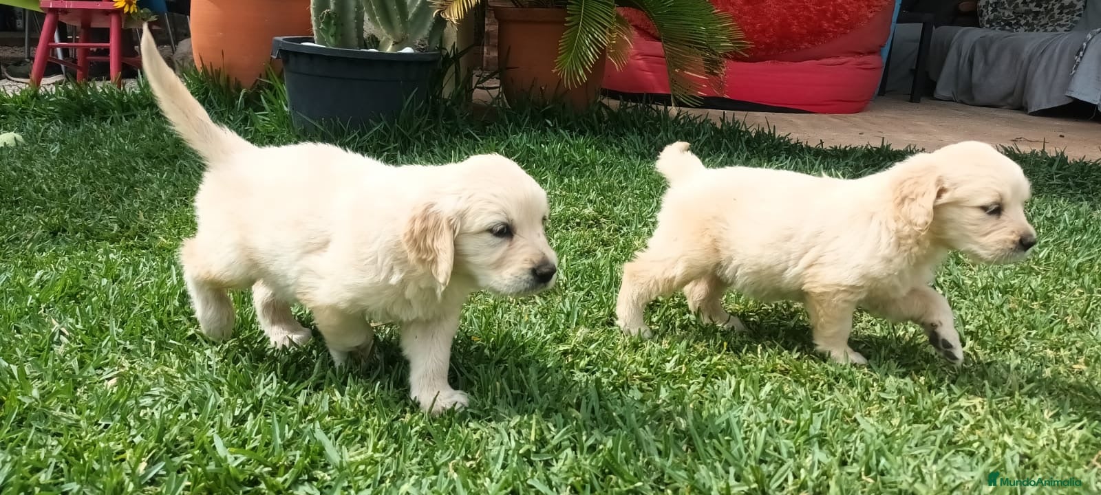 Golden Retriever perros CAMADA GOLDEN RETRIEVER - Anuncio 2