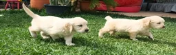 Golden Retriever perros en venta: CAMADA GOLDEN RETRIEVER - Anuncio 2