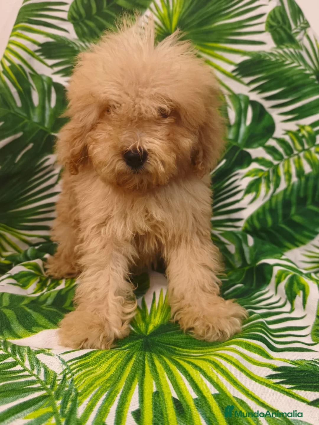 Caniche Toy perros en venta: OPORTUNIDAD  en Murcia - Anuncio 4