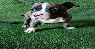 American Bully perros - Anuncio 12