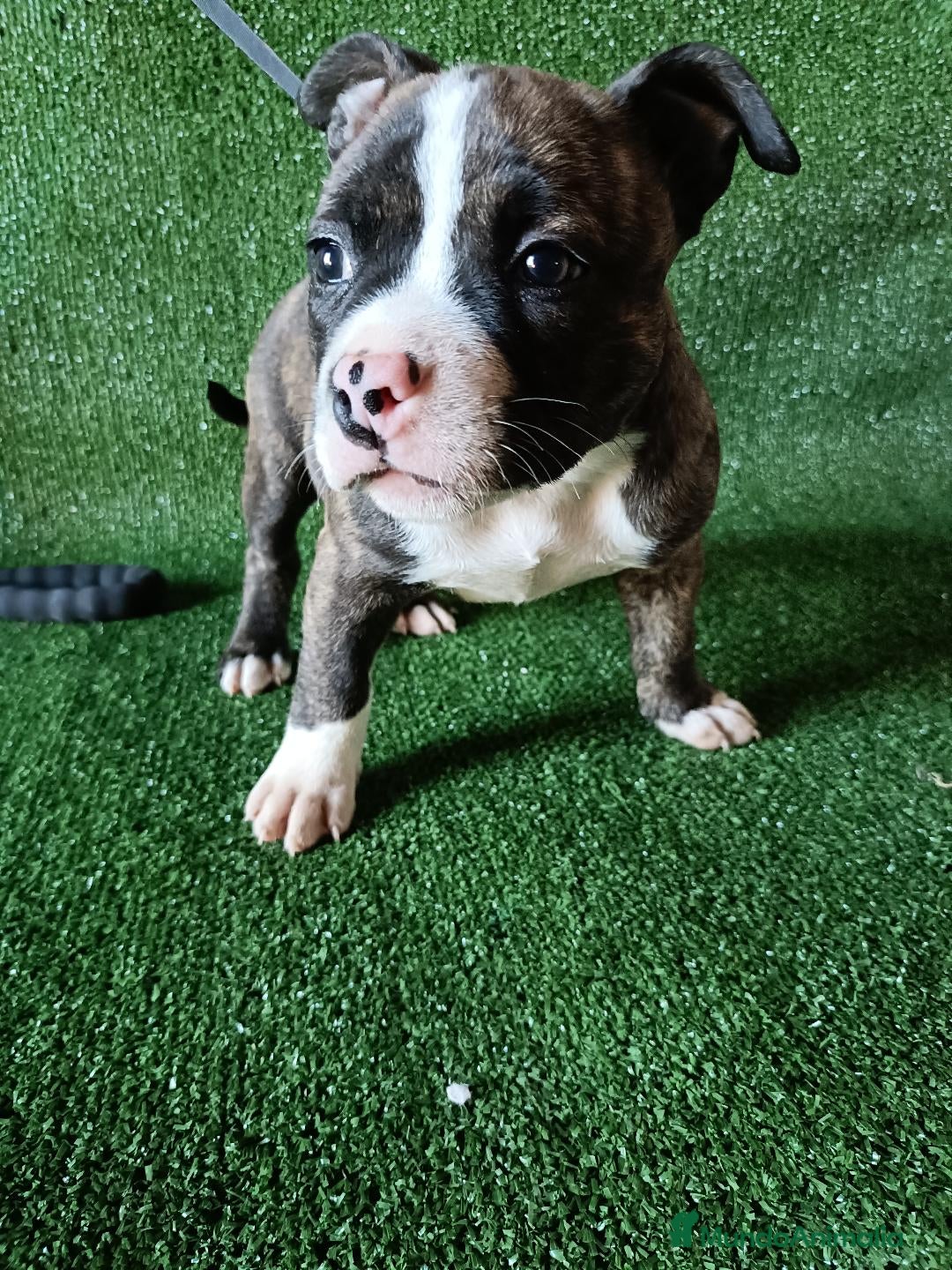 American Bully perros en venta: Cachorros AMERICAN BULLY - Imagen 2