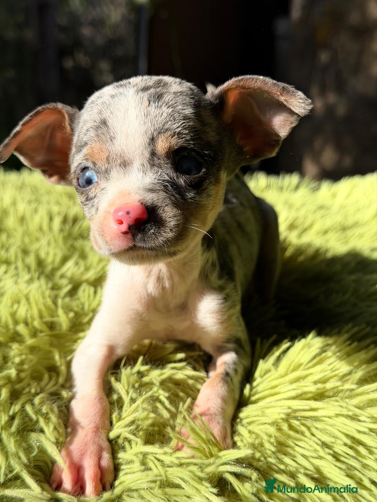 Ratón de Praga perros RATON DE PRAGA MERLE - Anuncio 2