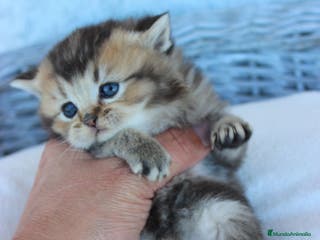 Británico de Pelo Corto gatos Camada de Britthis tabby chocolate golden en Madrid - Anuncio 11