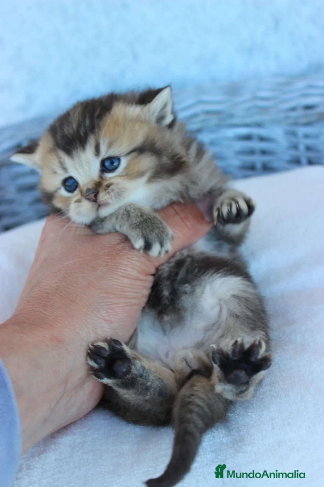 Británico de Pelo Corto gatos en venta: Camada de Britthis tabby chocolate golden en Madrid - Anuncio 1