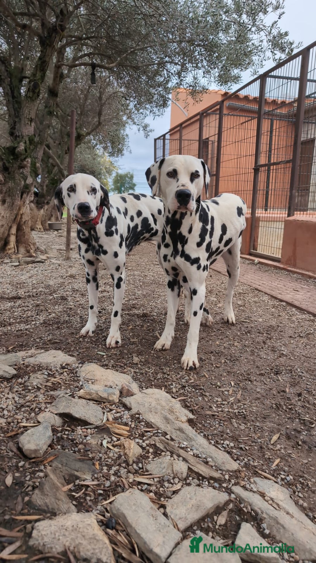 Dálmata perros en venta: Cachorros de dalmatas  - Anuncio 2