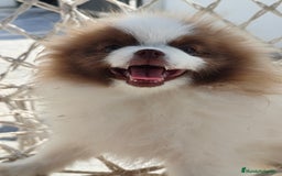 Pomerania perros en venta: Pomerania hembra excelente pedigree  - Imagen 3