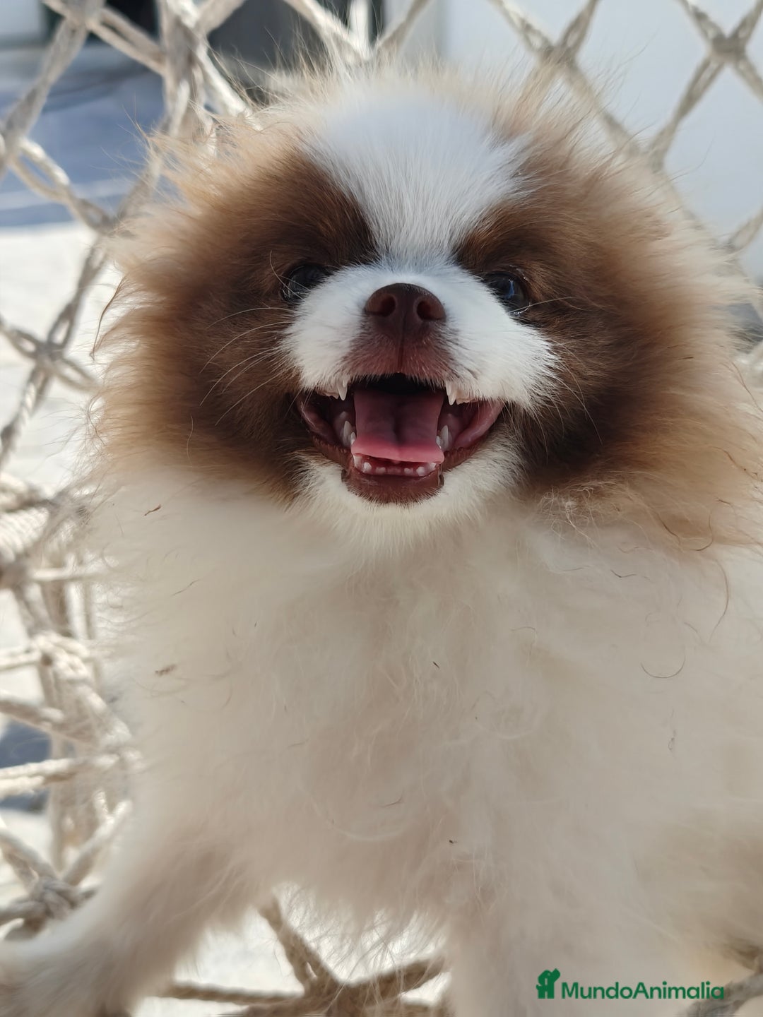 Pomerania perros en venta: Pomerania hembra excelente pedigree  - Imagen 3