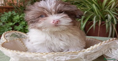 Caniche Toy perros - Propaganda 7