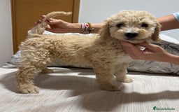 Perro de Agua Español perros en venta: Excelente camada de perro de Agua Español  - Imagen 3