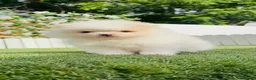 Pomerania perros en venta: POMERANIA - Anuncio 4