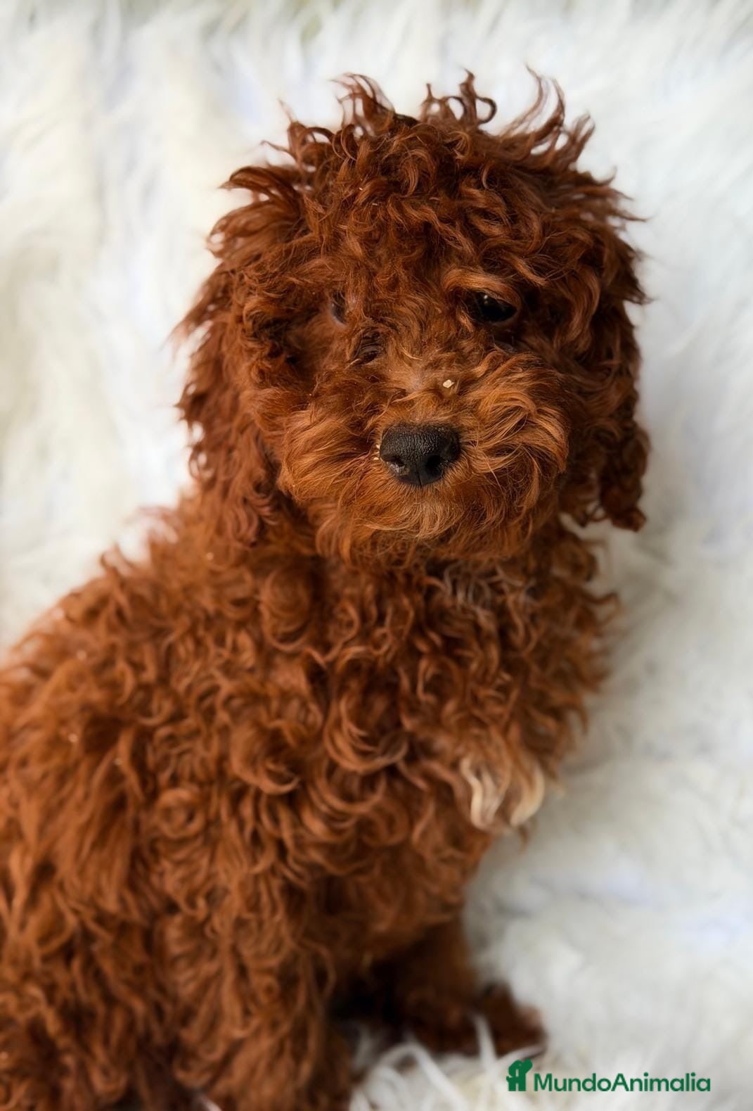 Caniche Enano perros Camada de Caniche enano 💙🐾 - Anuncio 7
