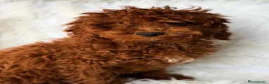 Caniche Enano 1