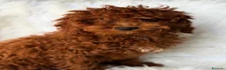 Caniche Enano perros en venta: Camada de Caniche enano 💙🐾 - Anuncio 1
