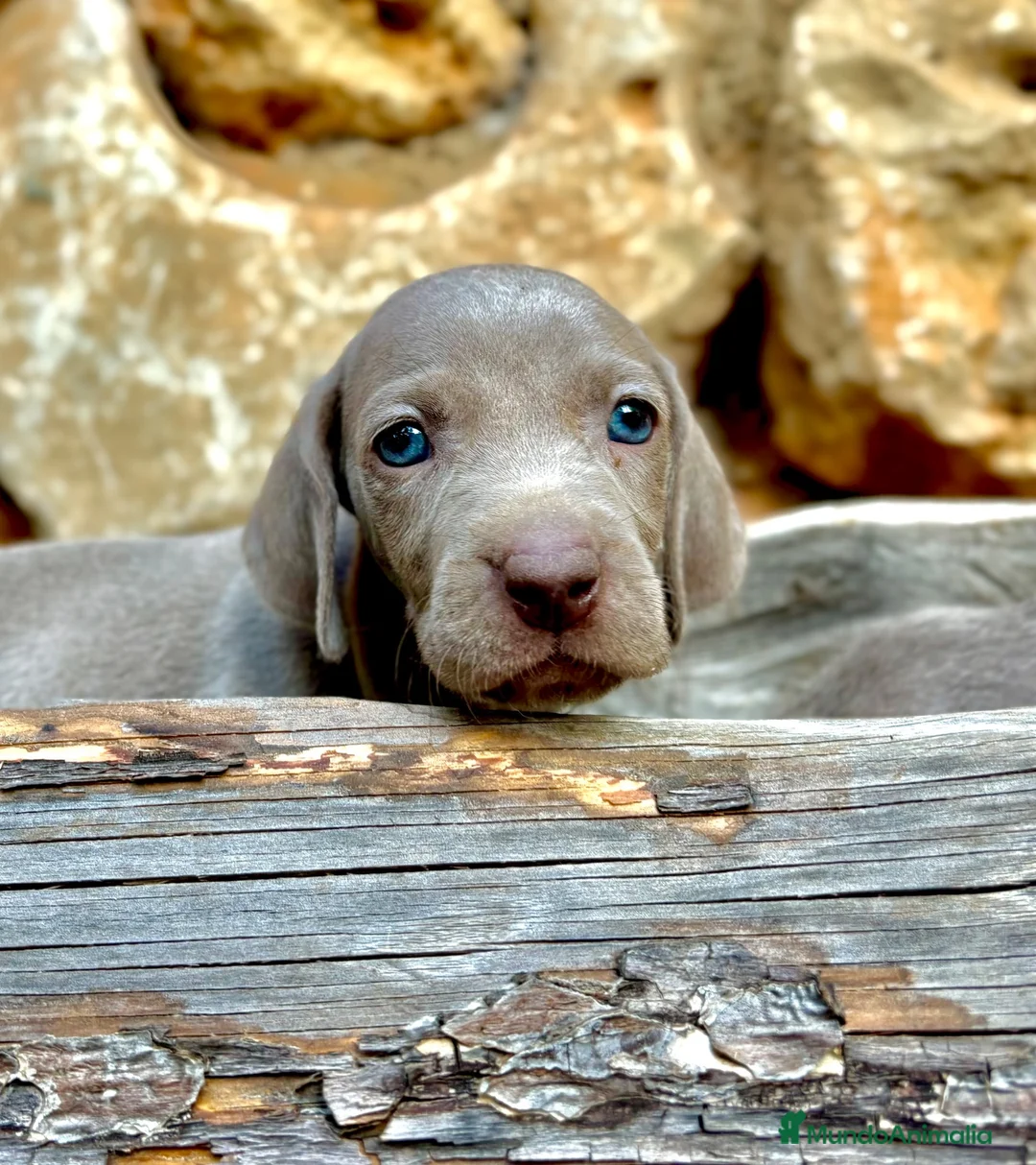 Weimaraner perros en venta: Bracos de Weimar magníficos - Anuncio 2