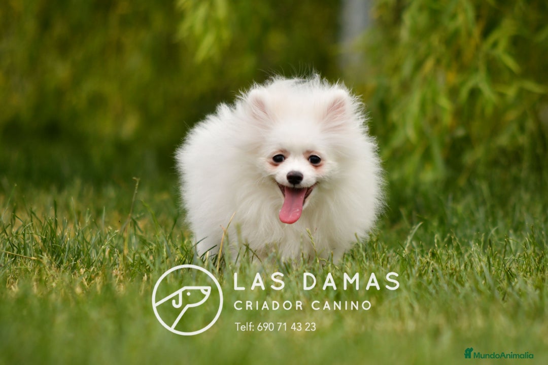 Pomerania perros en venta: Cachorros de Pomerania. Elegancia y Exclusividad en Rubena - Imagen 4