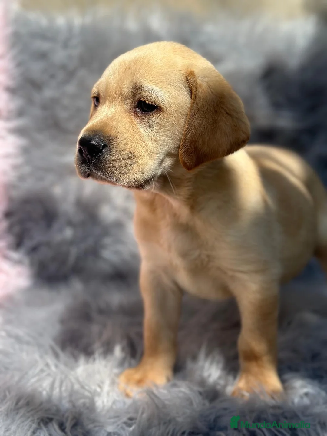 Labrador Retriever perros en venta: Labrador - Anuncio 6