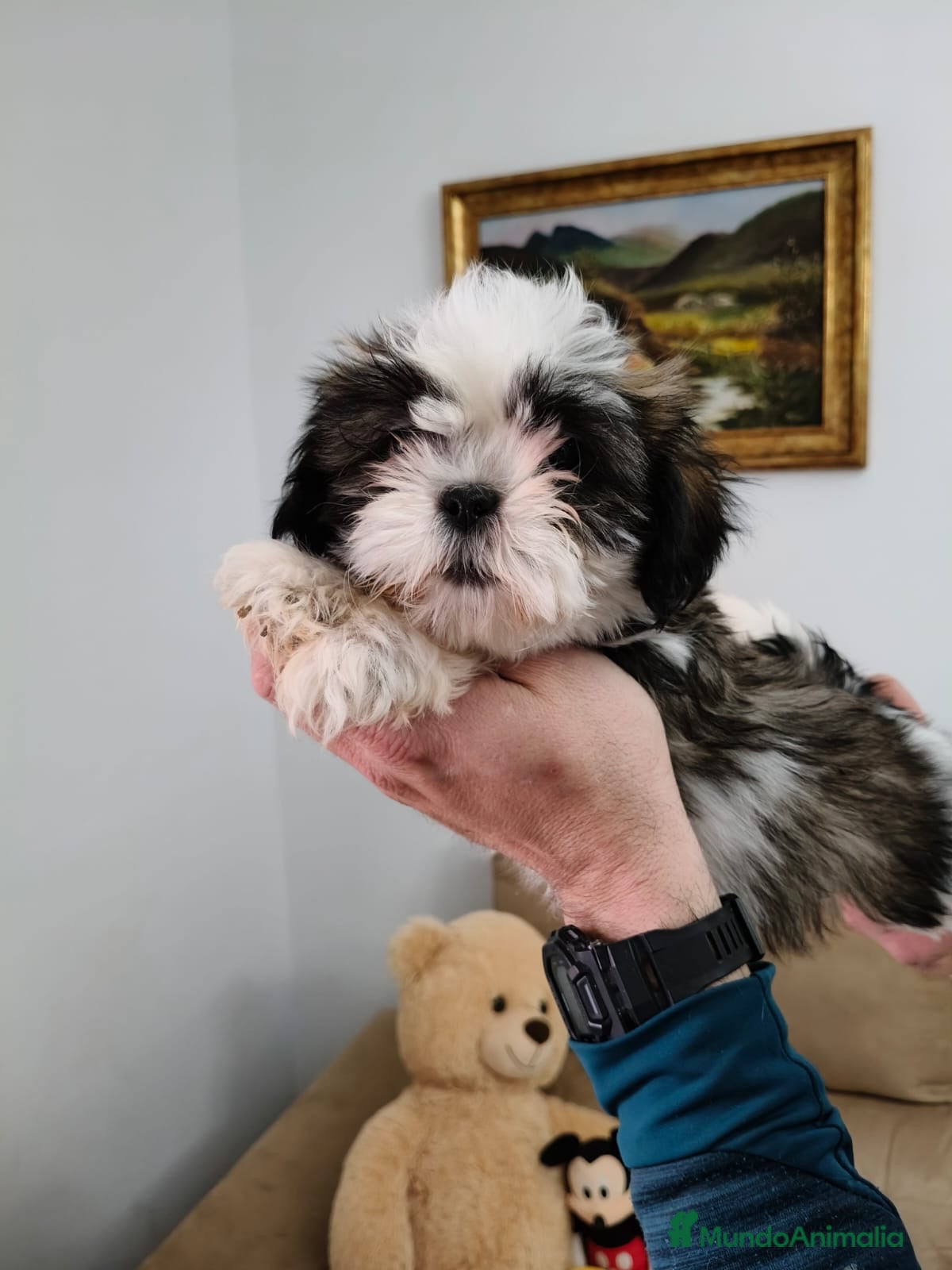 Shih Tzu perros Shih Tzu  - Anuncio 2