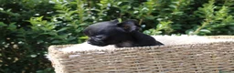 Chihuahua perros en venta: CACHORRITOS CHIHUAHUA EN BUSCA DE SU NUEVO HOGAR - Anuncio 2