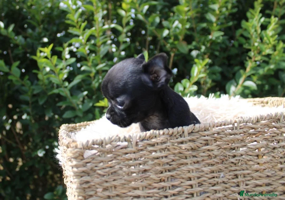 Chihuahua perros en venta: CACHORRITOS CHIHUAHUA EN BUSCA DE SU NUEVO HOGAR - Anuncio 2