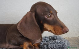 Teckel Miniatura perros en venta: 🐾 Bongo y Cacao – Teckel miniatura 🐾 - Imagen 6